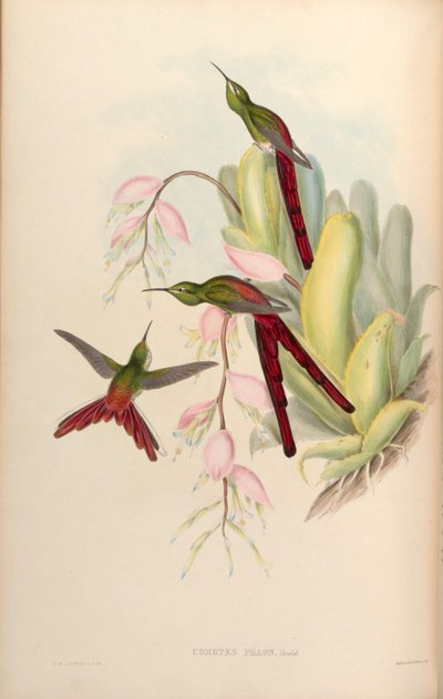 Cometes phaon = Sappho sparganura by John Gould